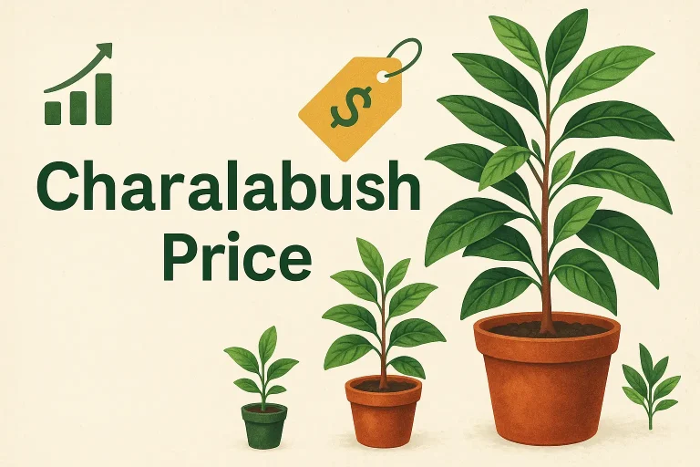 charalabush price
